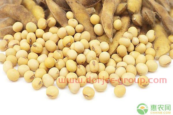 现在大豆多少钱一斤？大豆价格*行情走势